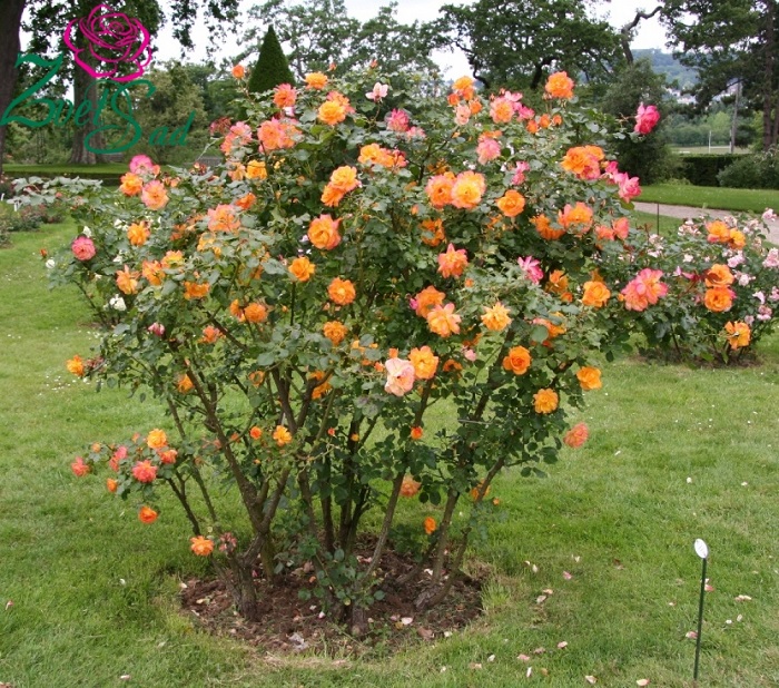 Сорта роз, подобные «Сахара», пользуются популярностью у садоводов, из-за обильного цветения и относительной устойчивостью к неблагоприятным условиям.