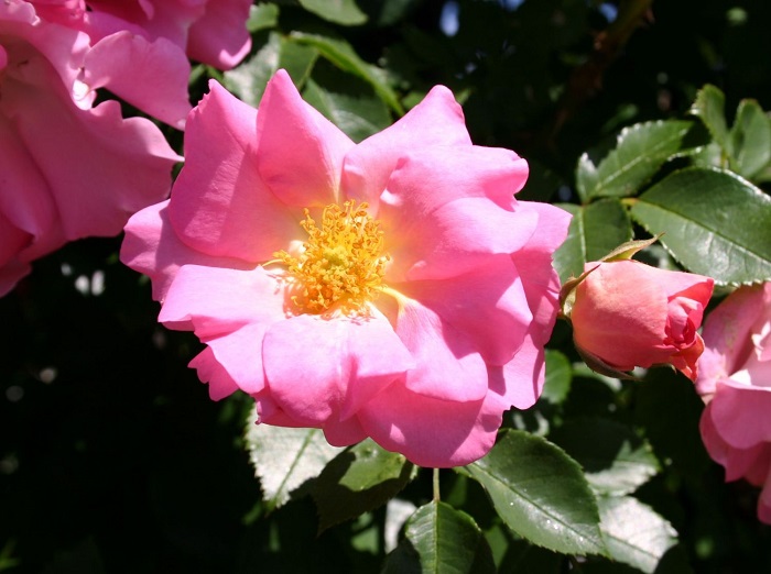 Сорт плетистой розы «Манита» (Manita).