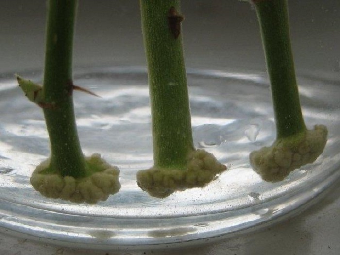 Проращивание черенков в воде: через 2–3 недели на нижних срезах образуется каллус.