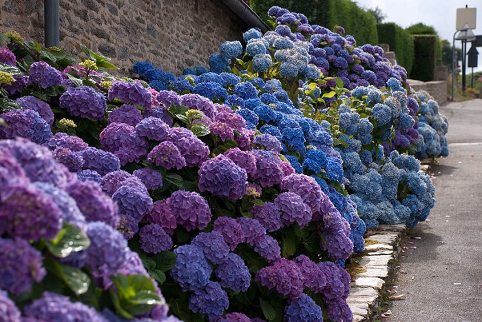 На слишком кислых почвах, губительных для розы, гортензия будет цвести наиболее пышно, приобретая синий оттенок соцветий.
