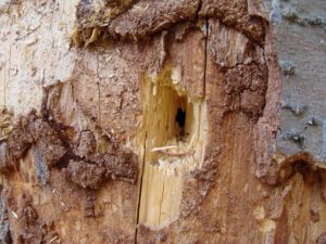 Любые трухлявые деревянные конструкции или стволы деревьев могут послужить гнездом для пчелы-листореза.
