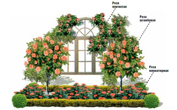 Грамотная организация размещения растений в розарии помогает избежать проблем с листьями роз