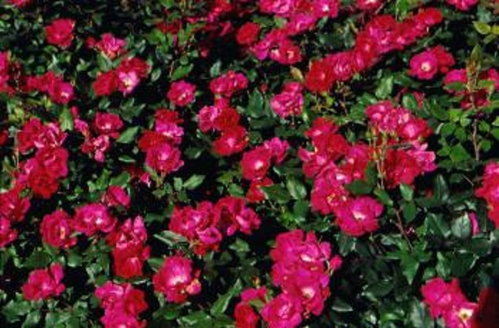Наибольшей зимостойкостью отличаются парковые розы и многие плетистые сорта.