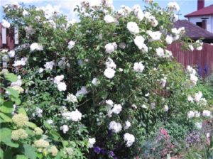 Любителей белоцветных роз порадуют своей устойчивостью в болезни сорт «Virgo»