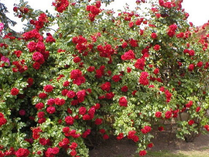 Сорт плетистой розы «Сантана» (Santana).