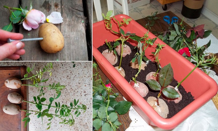 Укоренение черенков в картофеле можно проводить весной одревесневшими черенками и летом зелеными. Пригодны для этой цели и розы из букета.