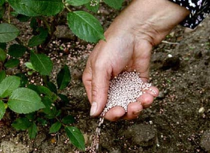 Сухая подкормка предполагает насыпь гранул по периметру куста с обязательным последующим рыхлением почвы на глубину 2-4 см