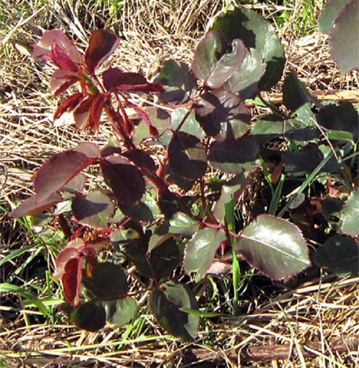 Побег розы изначально имеет красно-коричневый цвет и по мере взросления уже зеленеет.