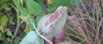 Визуальные изменения тыльной части листа розы при недостатке фосфора