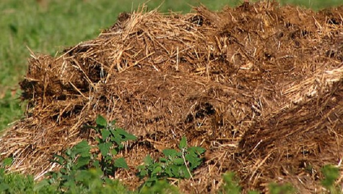 Солома в полуперепревшем навозе видна, но цвет у неё коричневый, она легче разлагается в почве.