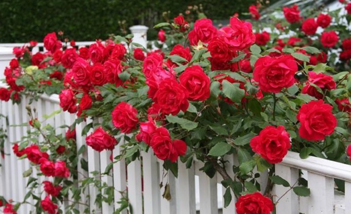 Роза Байкал – выносливое растение, но требует защиты от сильных морозов и инфекций.