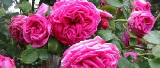 Пионовидной формой цветка обладают также старинные плетистые бурбонские розы