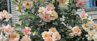 Описание и выращивание плетистой розы Compession