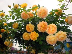 На официальном сайте питомника Дэвида Остина сорт Golden Celebration представлен в штамбовой форме, что доказывает высокую пластичность этой розы.