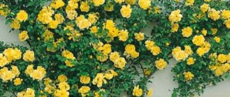 Плетистая роза Golden Showers: описание и отзывы