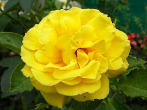 Цветки розы Goldstern имеют чашевидную форму, в полном роспуске показывают серединку с красноватыми тычинками.