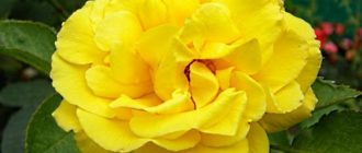 Плетистая роза Goldstern: описание и отзывы