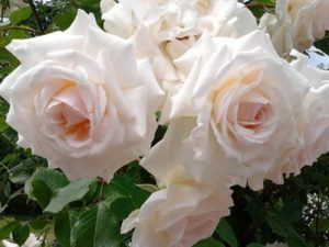 По мере роспуска форма цветка розы Swan Lake меняется с бокаловидной на чашевидную.
