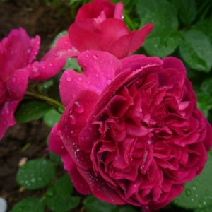 Роза William Sheakespeare 2000 обладает старинной формой цветка, но неплохо противостоит повреждению дождём, в отличие от многих других «остинок».