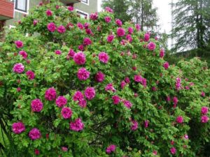 Парковые розы формируют густооблиственный плотный куст и используются в групповых и одиночных посадках.