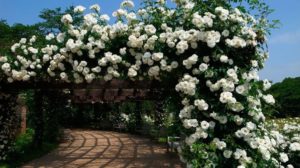 Перголы, обвитые плетистыми розами – эффектный элемент ландшафтного дизайна.