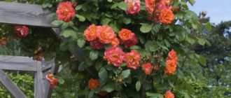 Плетистая роза «Вестерленд»