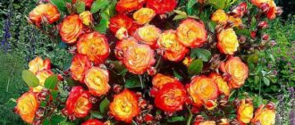 Роза плетистая «Румба Клайминг»