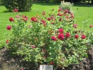 Роза парковая, сорт «Катбер Грант».