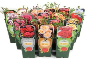 Саженцы роз продаются к комом питательного субстрата, который надежно защищает корневую систему. Такая упаковка гарантирует сохранность растения при перевозке и приживаемость после посадки.