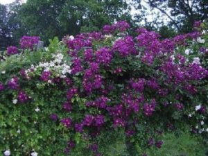 Плетистая роза «Виолетт». Если смотреть на розу «Виолетт» издалека, ее не трудно перепутать с цветущей глицинией