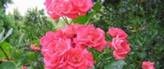 Роза плетистая «Девичьи Грёзы»