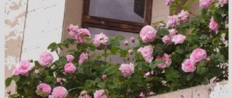 Плетистая роза на балконе, уход и выращивание