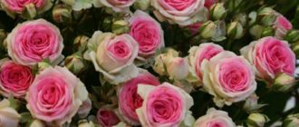 Лепестки «Эден Роуз» имеют разную интенсивность оттенков: от розово-лавандового в центре до белого, и даже салатового по краям бутона