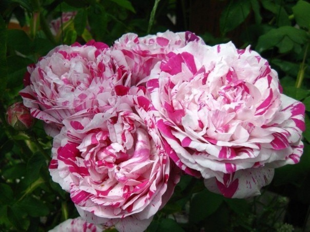 Плетистая роза ваниль фрайз фото