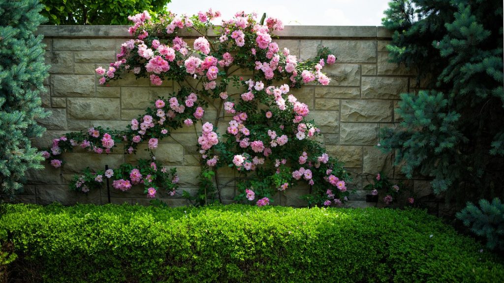 Розами Climber декорируют изгороди, стены, вертикальные садовые постройки.