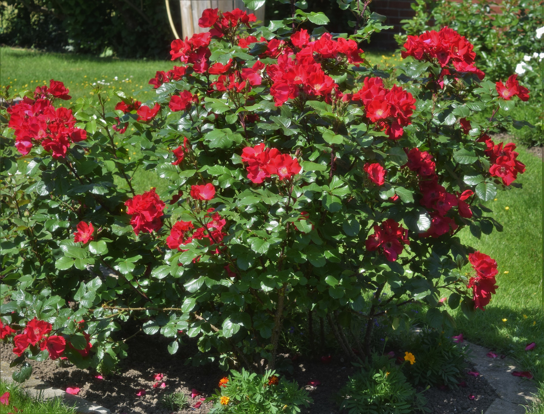 Канадские розы в саду фото