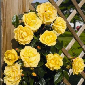 Желтые цветки розы Dukat тонко гармонируют с темно-зеленой глянцевой листвой. Сорт подходит для обрамления декоративных опор и перекрытий любого типа.