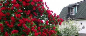 Плетистая роза Байкал (Baikal): описание и использование в саду