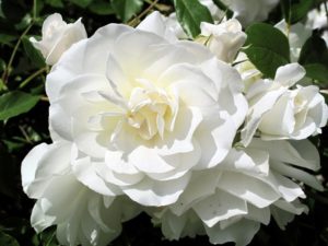 Цветущая роза Blanc Double de Coubert распространяет вокруг себя прекрасный аромат в радиусе несколько метров.