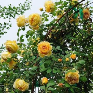 В собственном саду эксперта А. Степанова роза Golden Celebration легко преодолела 2-метровую «планку».