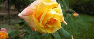 Плетистая роза Golden Parfum: чего ожидать от саженца в коробочке?