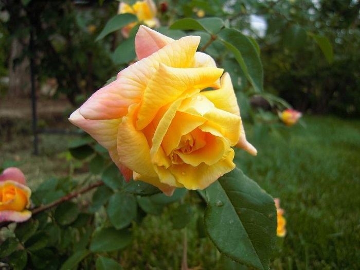 Роза плетистая голден парфюм фото и описание