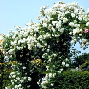 Сорт Iceberg Cl. часто фигурирует в рейтингах розоводов как «идеальная плетистая белая роза».