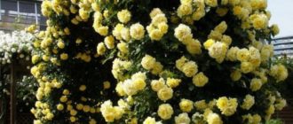 Обзор лучших сортов жёлтых плетистых роз