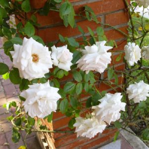 Подвязать розу к кирпичной стене можно с помощью вбитых крюков, к которым крепятся мягкие петли.