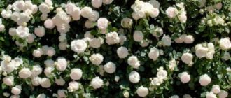 Розы питомника Топаловичей: особенности и отзывы