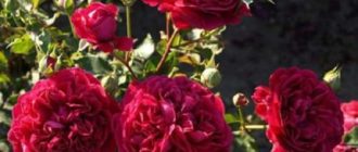 Роза William Sheakespeare: описание, отзывы, особенности