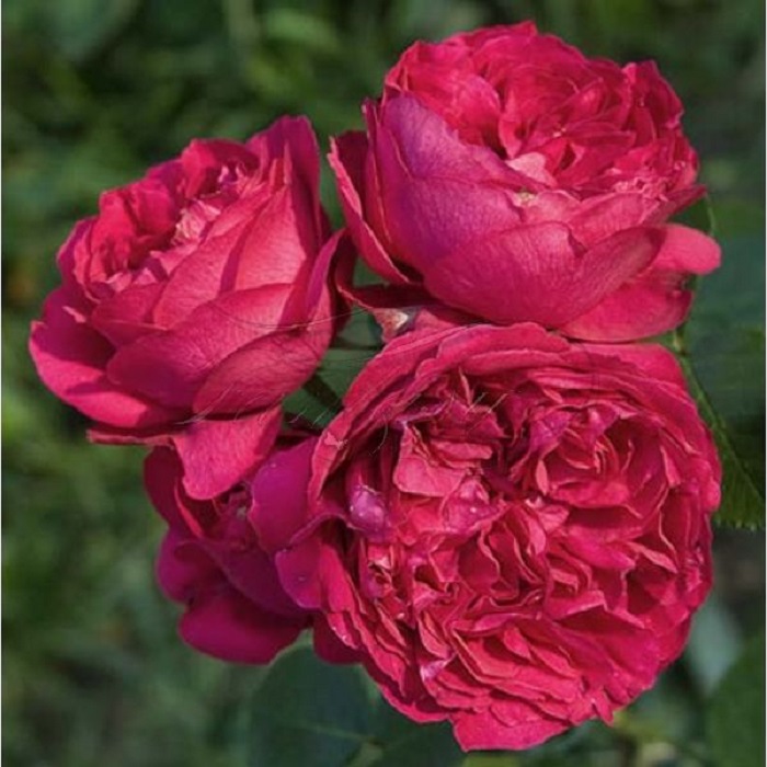Сорт розы эрик таберли фото и описание