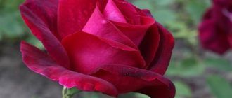 Роза парковая «Катбер Грант»