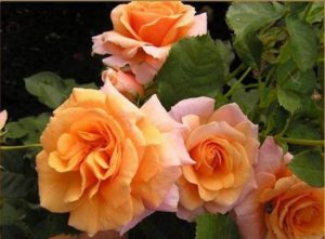 Для полноценного цветения розы «Лиана» важно подобрать хорошо освещенное место.